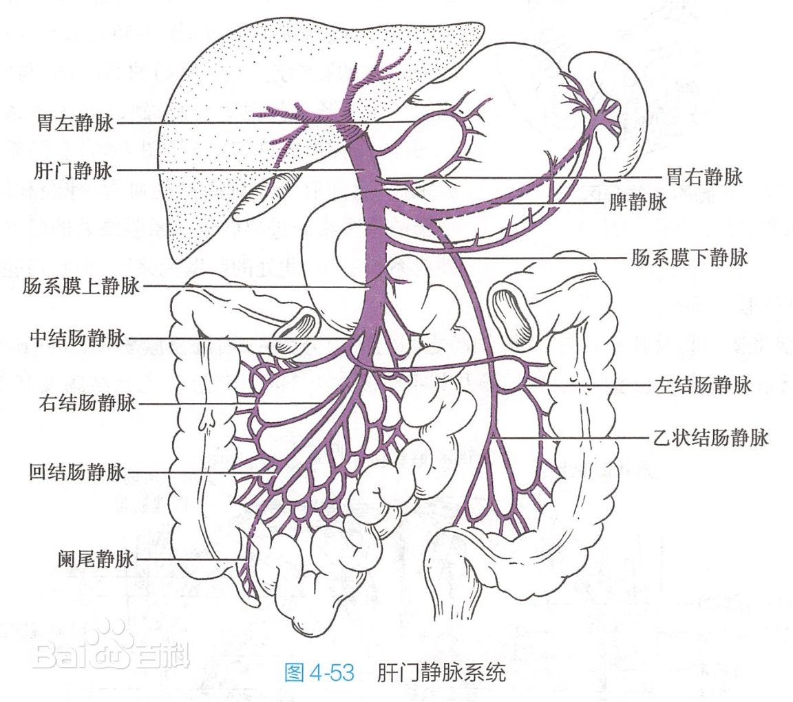 肝门静脉系统